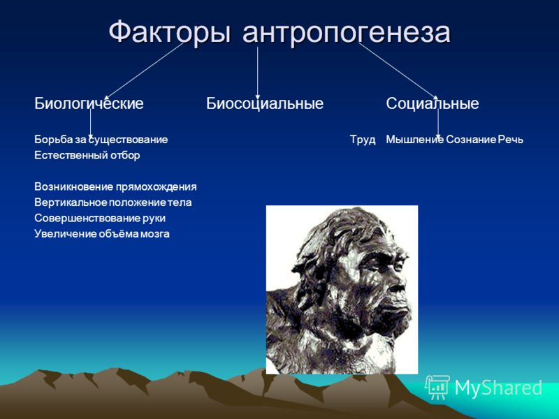 Царство Животные Презентация 5 Класс