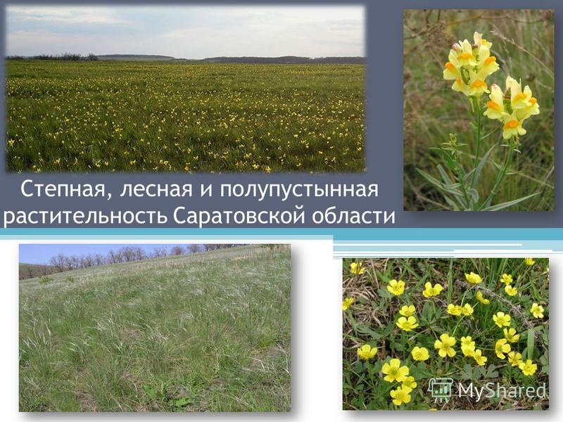 Степная зона Саратовской области