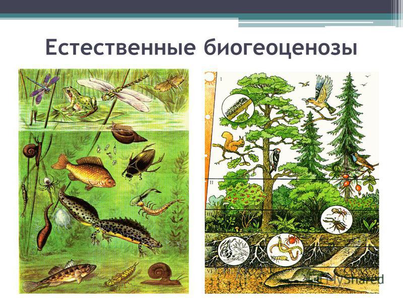 характеристика естественный и искусственные водоемы