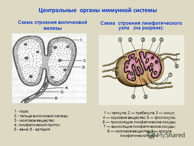 Схема лица на органы Схема лица на органы