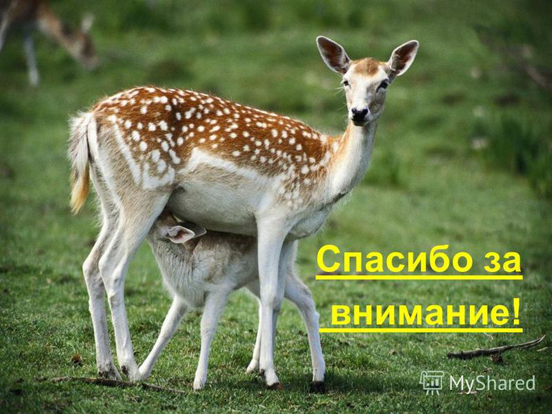 презентация на тему загадки про животных
