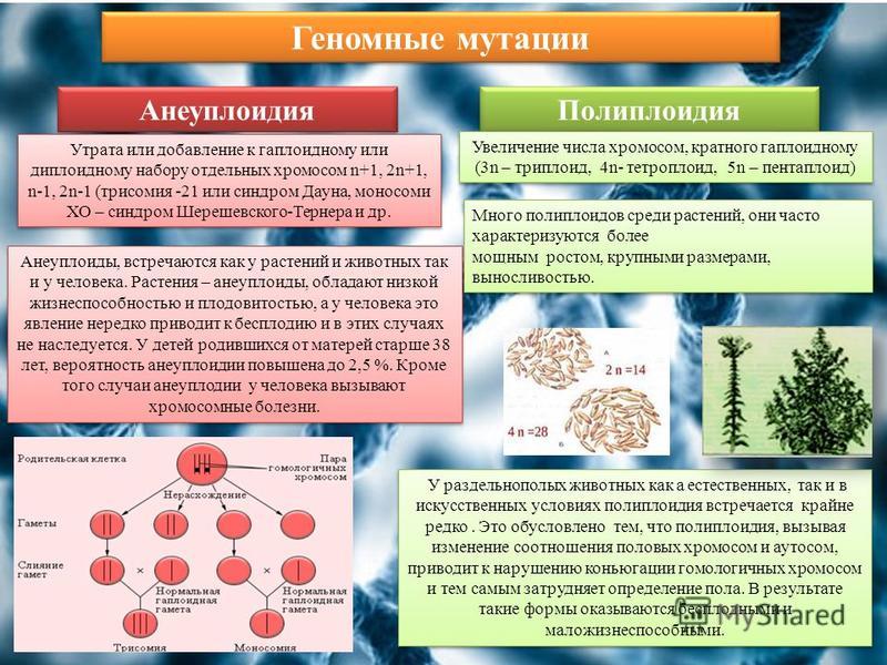 Геномные мутации относят