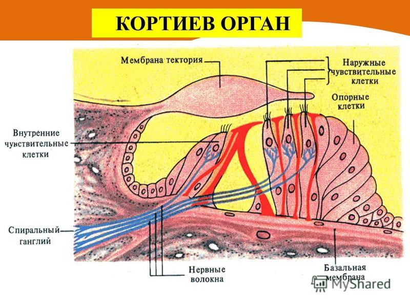 Кортиев орган картинка