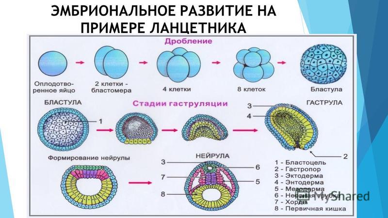 Индивидуальное развитие организмов - онтогенез.