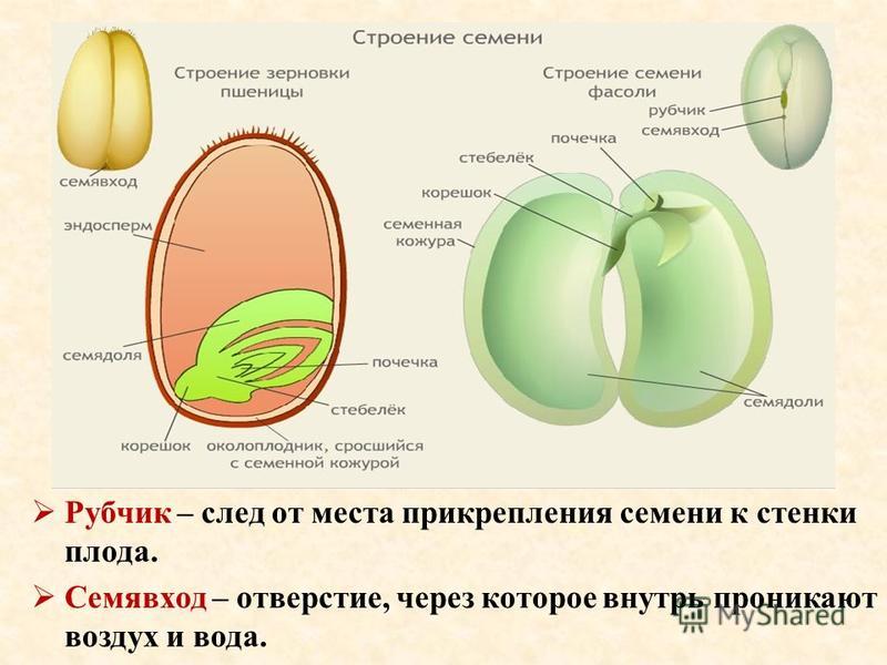 Рубчик и семявход у фасоли рисунок