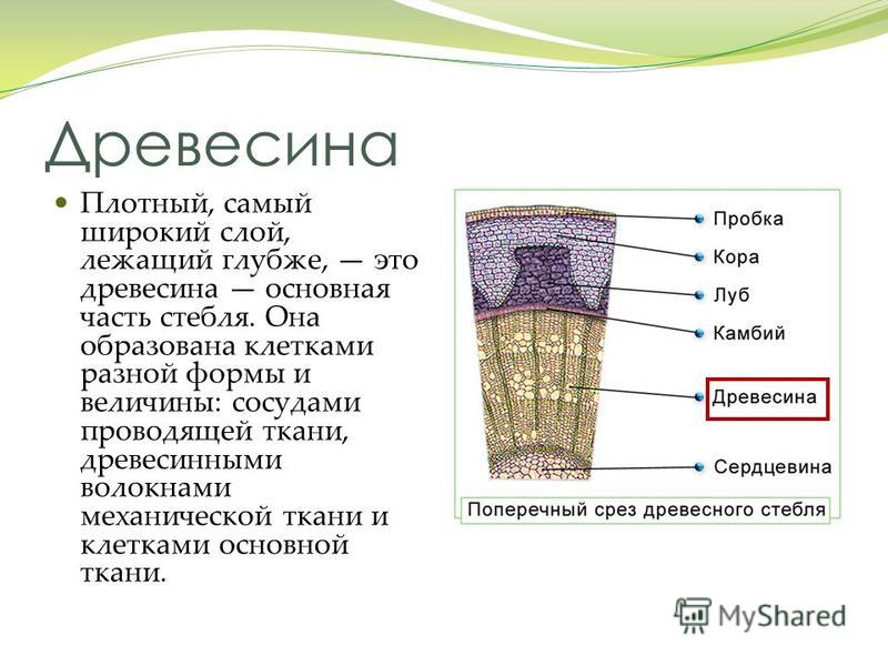 Какой буквой на рисунке обозначен слой древесного стебля древесина