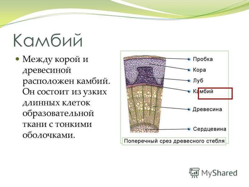 Строение стебля на примере древесного растения Строение стебля 6 класс презентация