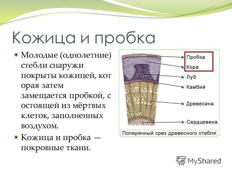 Рассмотри рисунок расположи слои стебля по предложенным номерам и назови из каких тканей они состоят