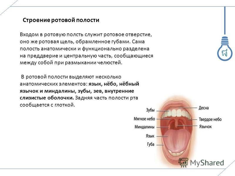 Как должна выглядеть полость рта Выберите три верно обозначенные подписи к рисунку на котором изображено строение