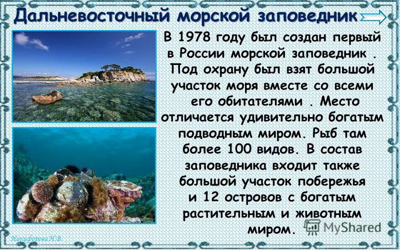 Презентация на тему дальневосточный морской заповедник