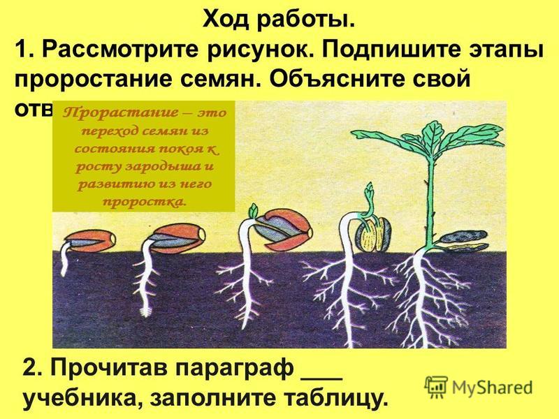 Заполни схему работа листьев растений