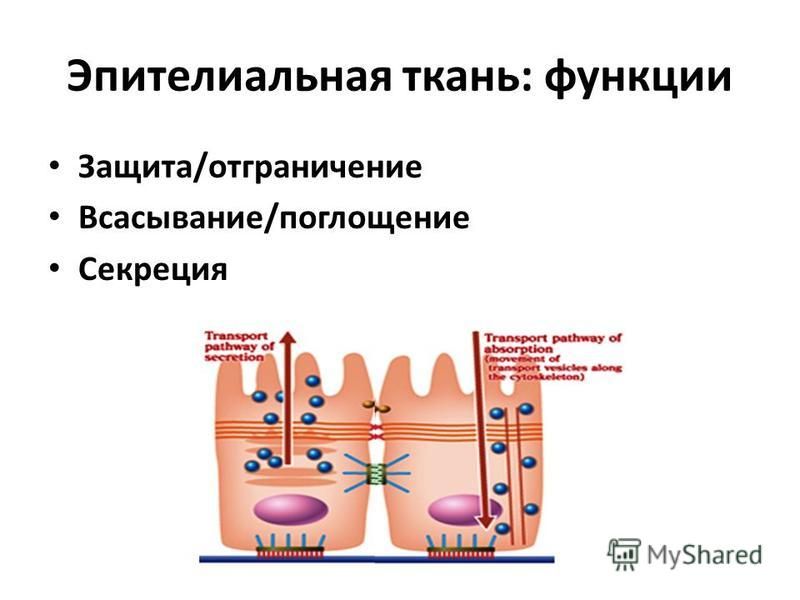 Эпителиальная ткань расположение строение функция классификация