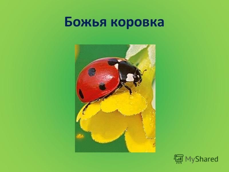 Презентация по теме "Божья коровка" в 5 классе с детьми с серьёзными нарушениями