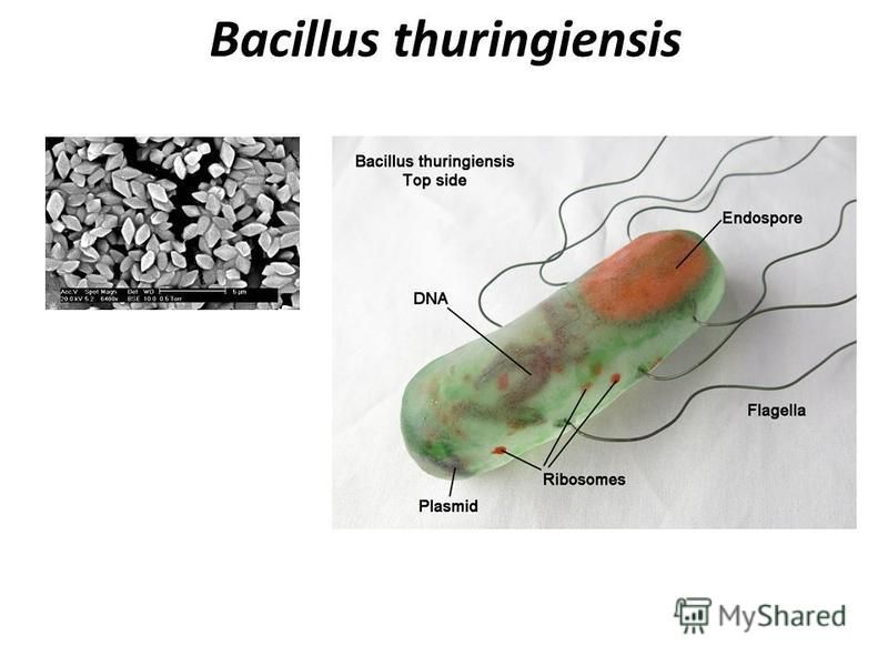 Como hacer bacillus thuringiensis casero