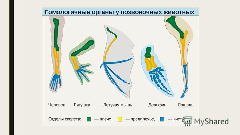 Сравнительно анатомические доказательства эволюции презентация 11 класс