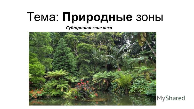 Природная зона субтропические леса