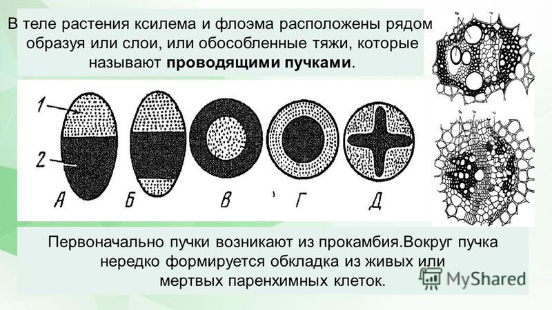 Типы проводящих пучков растений таблица Проводящие пучки однодольных и двудольных растений - PascalBook.ru