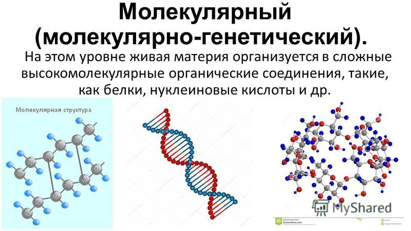 Какой уровень организации жизни отражен на данном рисунке молекулярно генетический