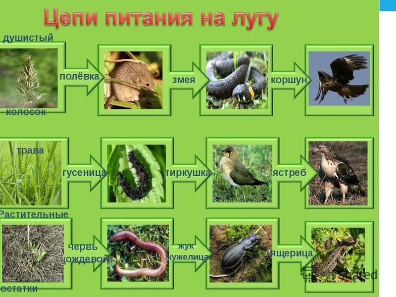 Презентация по биологии на тему сообщества