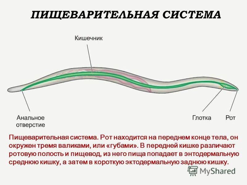 Человеческая аскарида презентация