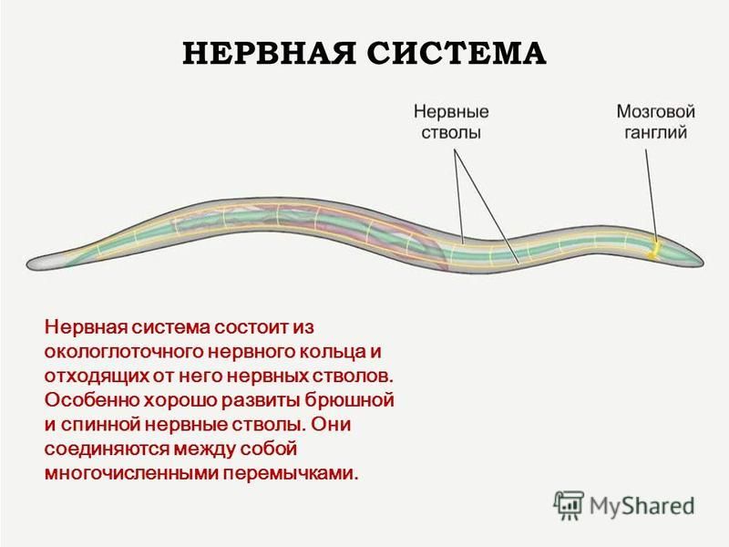 Презентация на тему аскариды