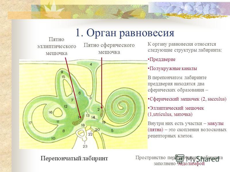 Презентация по органу равновесия