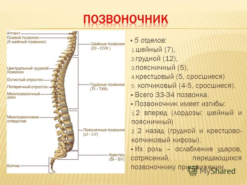 Крестцовый и копчиковый отдел функции. Отделы скелета Строение позвоночника человека: его функции и анатомия, позвонки и. Отделы позвоночника рисунок (50 фото)