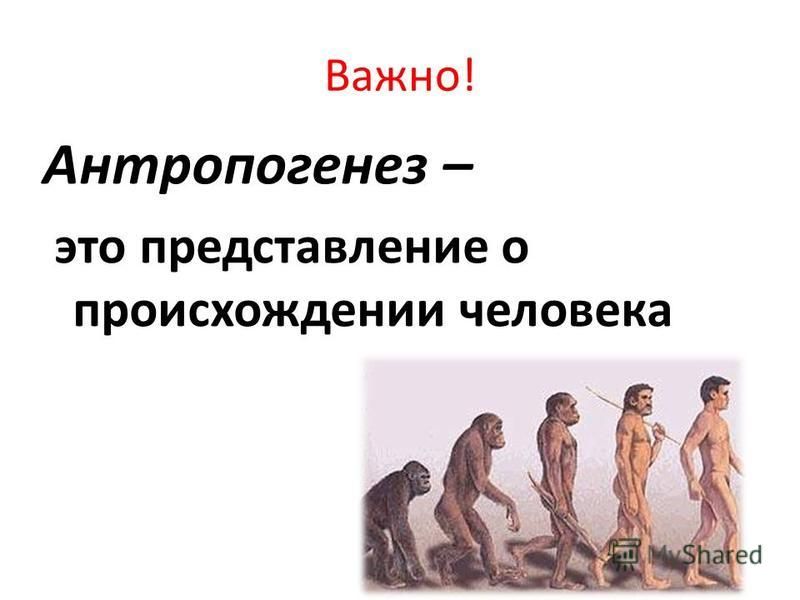 Заполните таблицу основные стадии антропогенеза