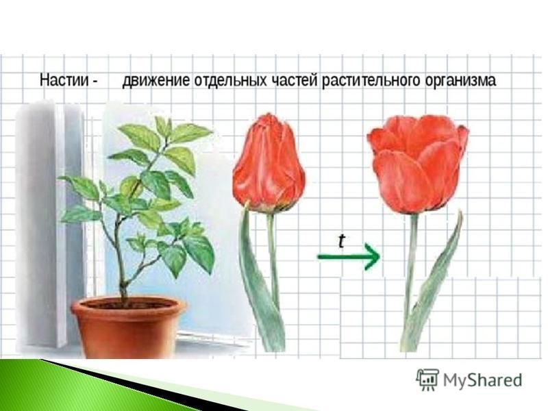 В изображенном на рисунке опыте тюльпан из холодного помещения переносят в более теплое