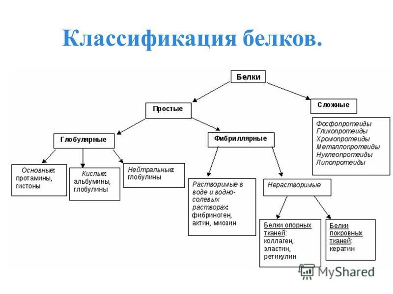 Классификация белков по функциям примеры представителей