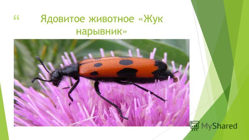 ядовитое животное 8 букв