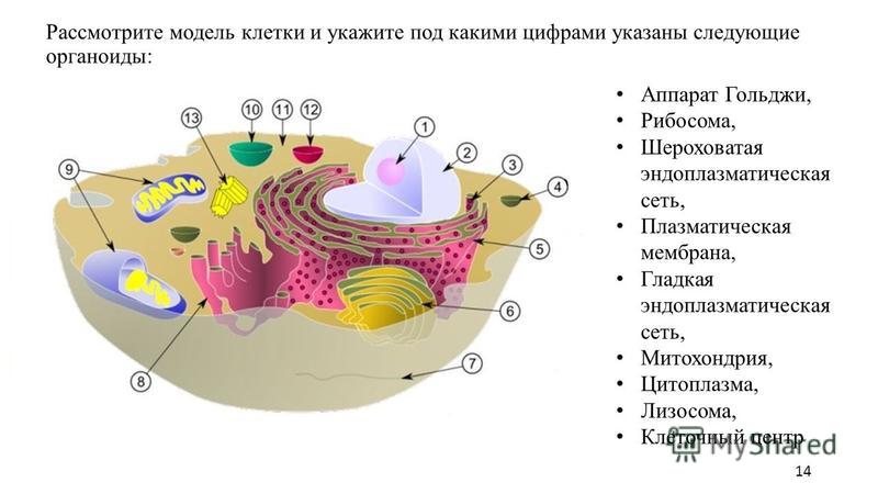 Какой цифрой на схеме обозначена цитоплазматическая мембрана