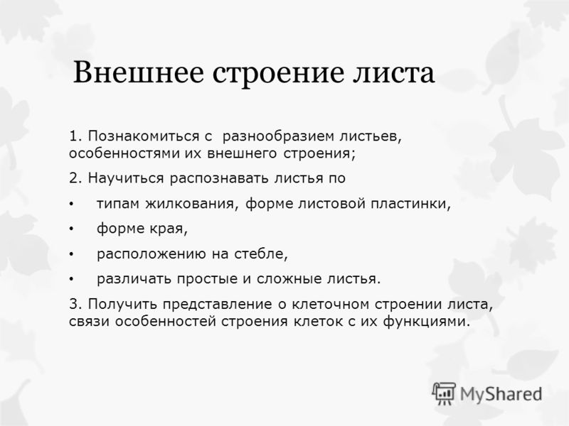 Внешнее И Внутреннее Строение Листа Презентация Внешнее И Внутреннее Строение Листа Презентация