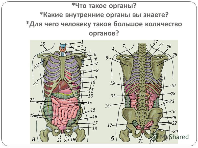 Как Устроен Человек Фото