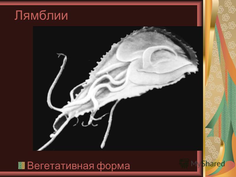 простейшие паразиты в организме человека фильм простейшие паразиты в организме человека фильм
