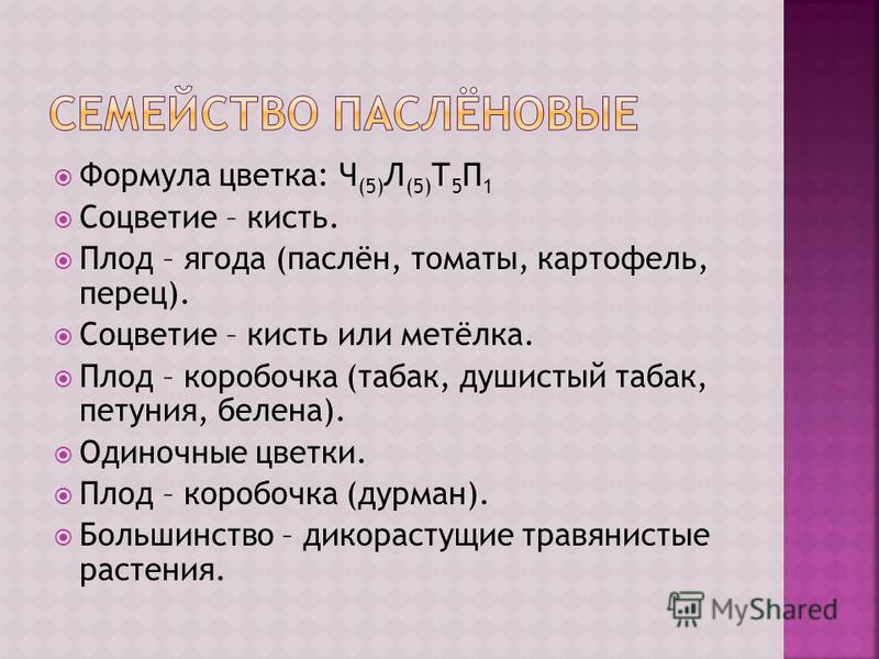 Томаты цветок плод Томаты цветок плод