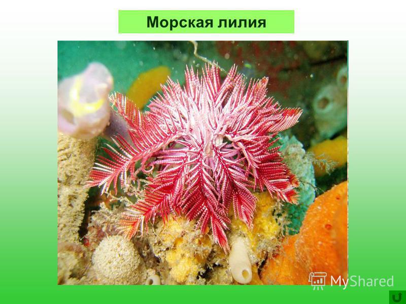 Презентация На Тему Моя Книжная Полка Презентация На Тему Моя Книжная Полка