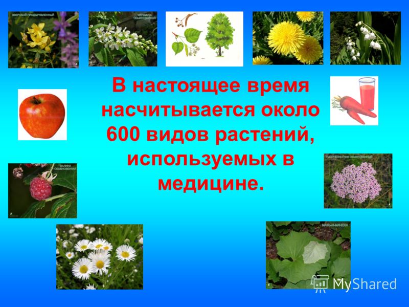 русская тройчатка от паразитов отзывы русская тройчатка от паразитов отзывы