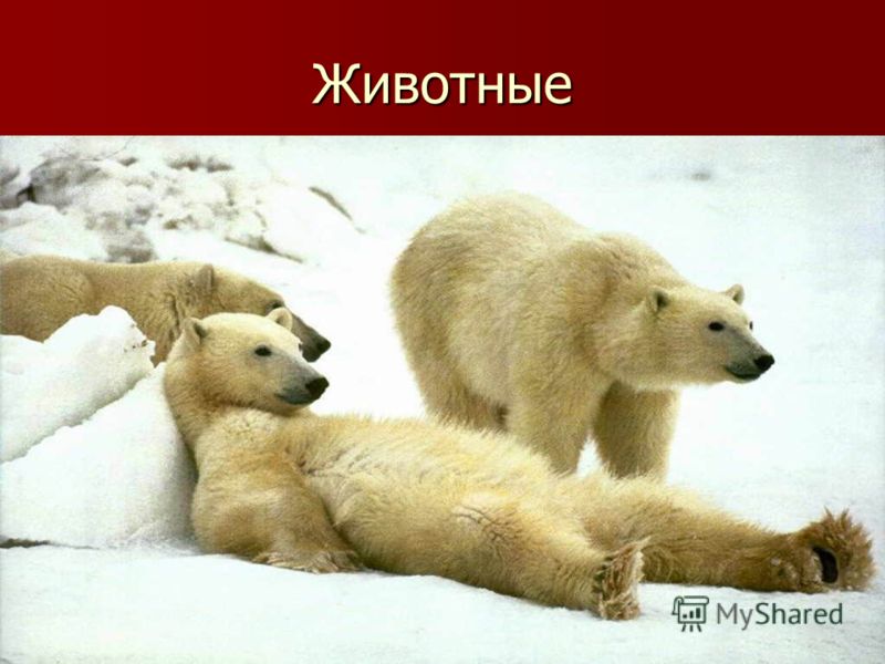 Животные слайд 6 слайд 7 слайд 8 слайд 9 Животные слайд 6 слайд 7 слайд 8 слайд 9