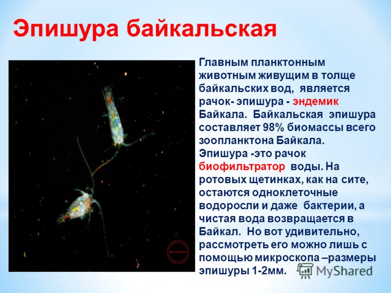 Чудо природы во всех отношениях Чудо природы во всех отношениях