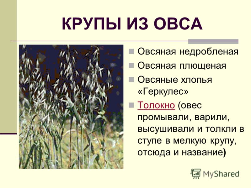 Блюда из щуки простые с фото