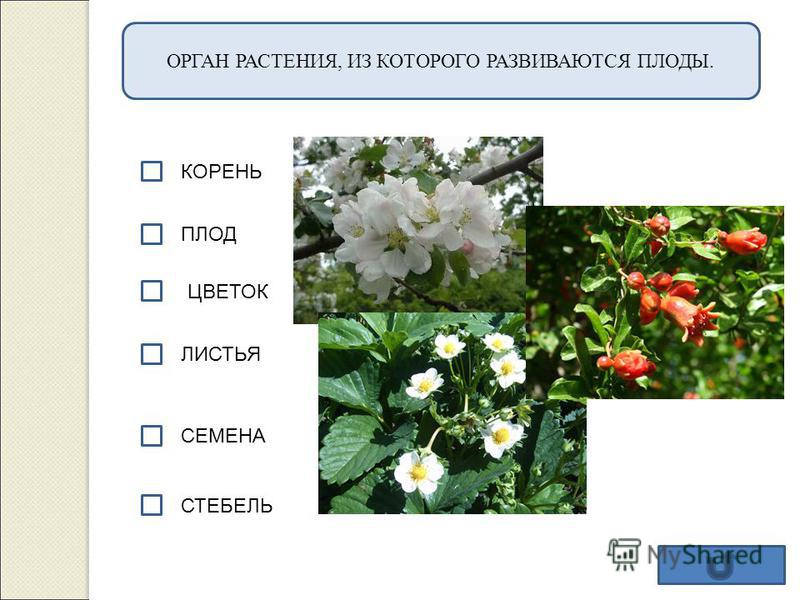 Цветок который растет вверх Цветок который растет вверх