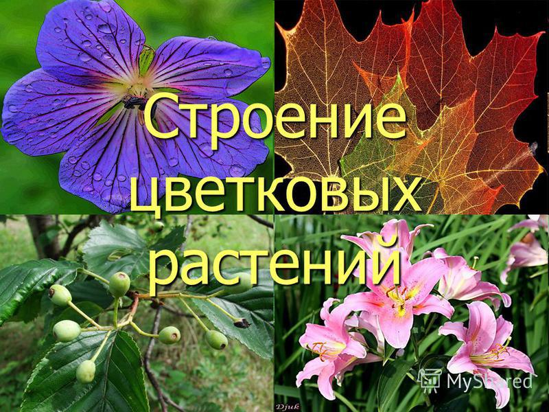 Презентация Строение Почвы Презентация Строение Почвы