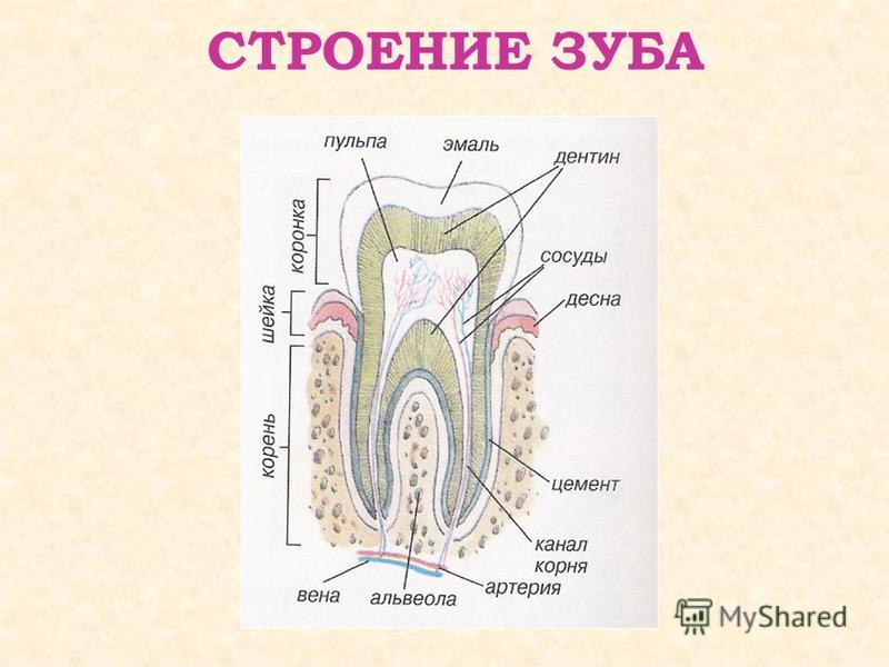 Сериал Дневники вампира онлайн - 4 сезон 10 серия Ручка кпп поршень(мальтийский крест ) своими руками бортжурнал Лада