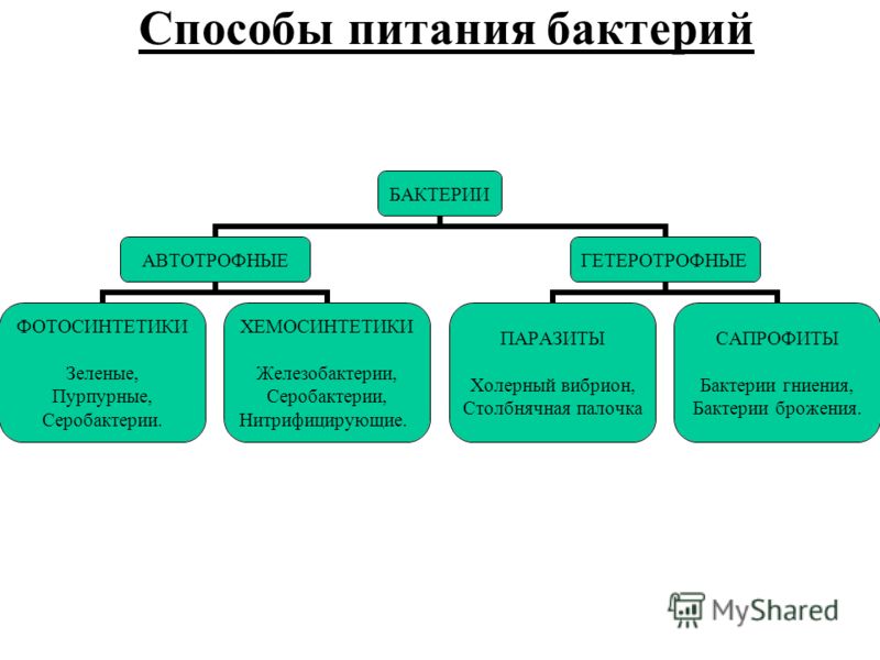 паразиты человека симптомы народные средства паразиты человека симптомы народные средства