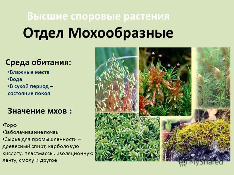 лен для очищения организма лен для очищения организма