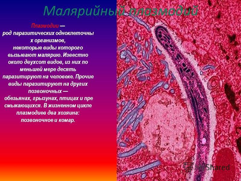 паразиты в мышцах человека паразиты в мышцах человека