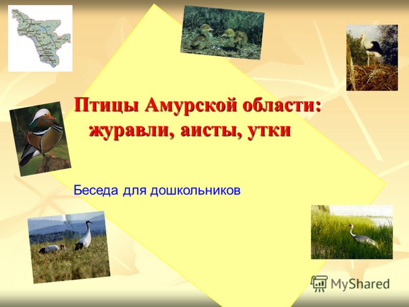 домашние птицы презентация для дошкольников скачать бесплатно домашние птицы презентация для дошкольников скачать бесплатно