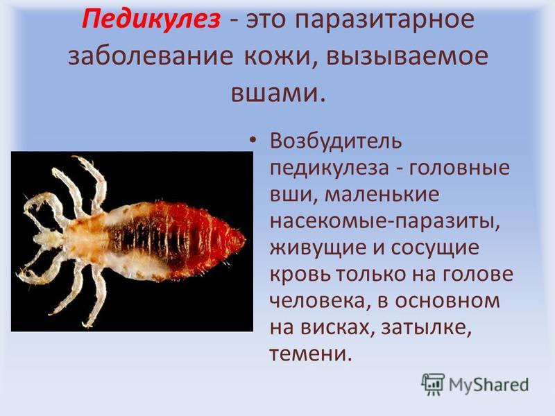уколы от паразитов собакам уколы от паразитов собакам