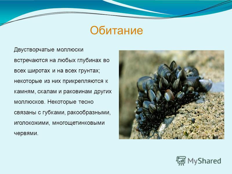 Презентация на тему класс двустворчатые моллюски